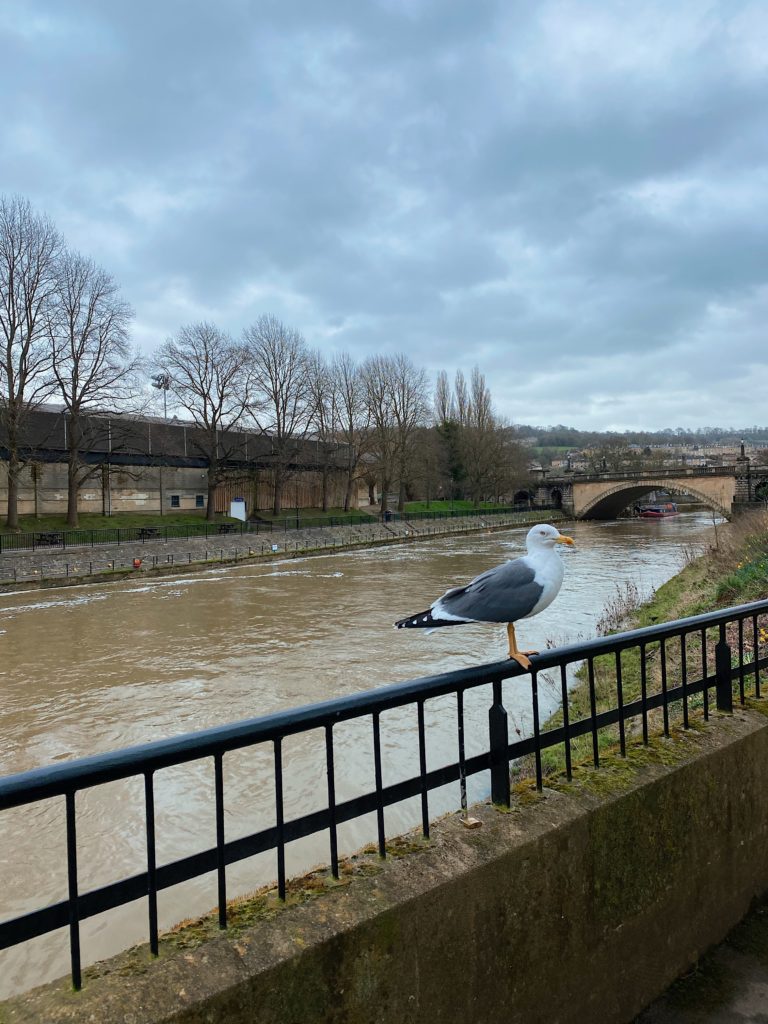 Bath, Somerset 14 - LifewithBugo