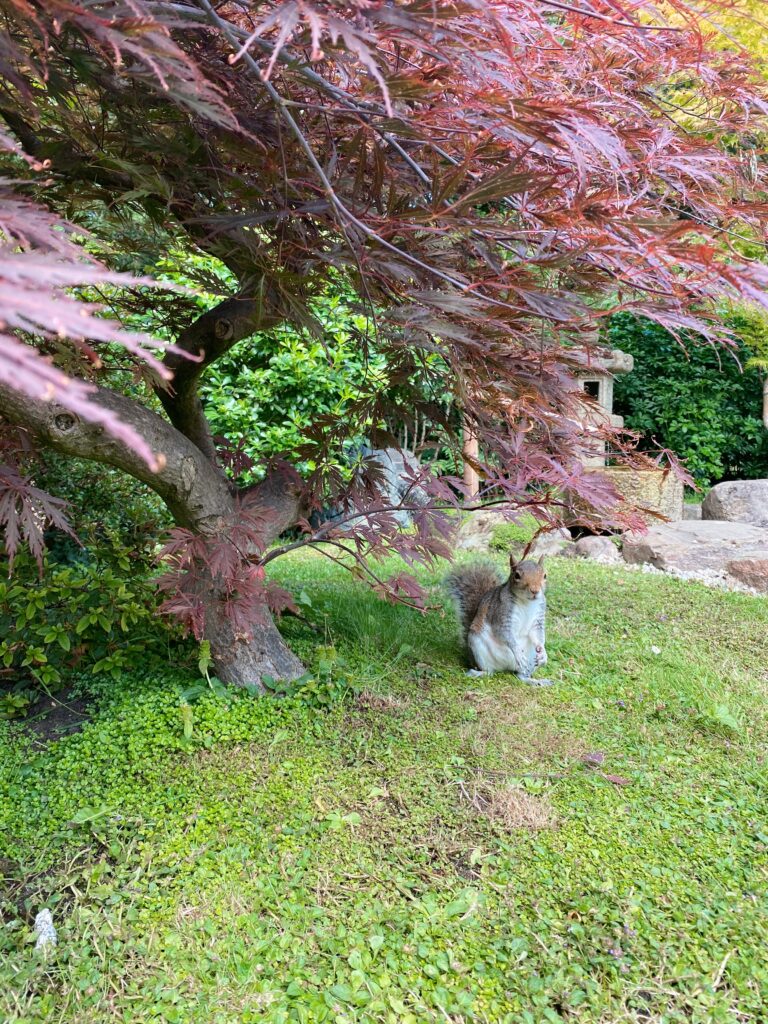 Kyoto Gardens, Holland Park - Lifewithbugo