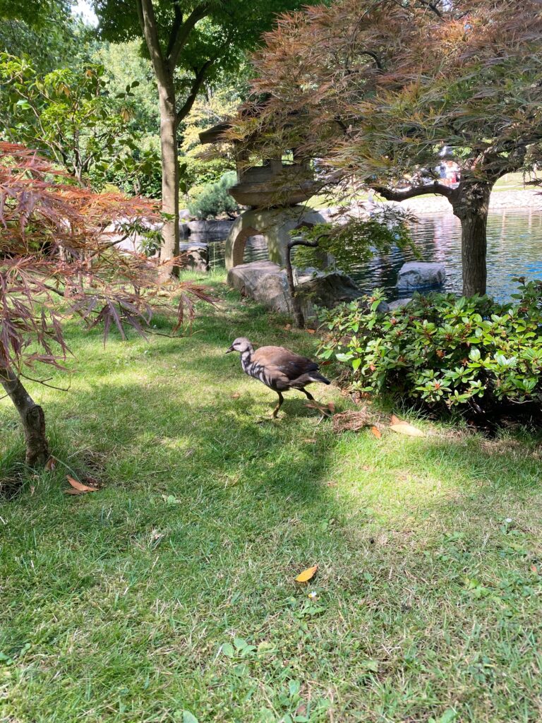 Japan in London - wildlife at Kyoto Gardens, Holland park - lifewithbugo