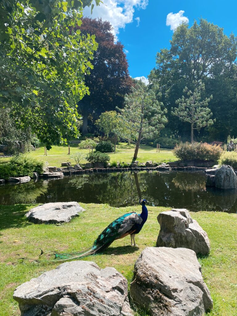 Peacock at Kyoto Gardens - LifewithBugo