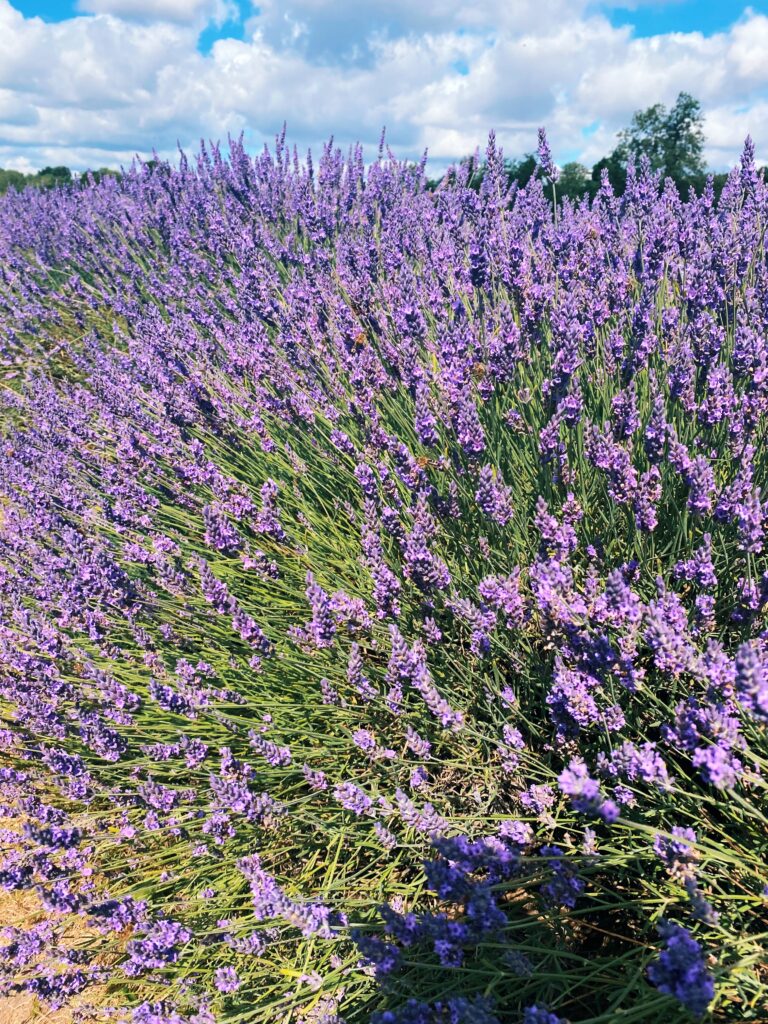 lavender in bloom - lifewithbugo