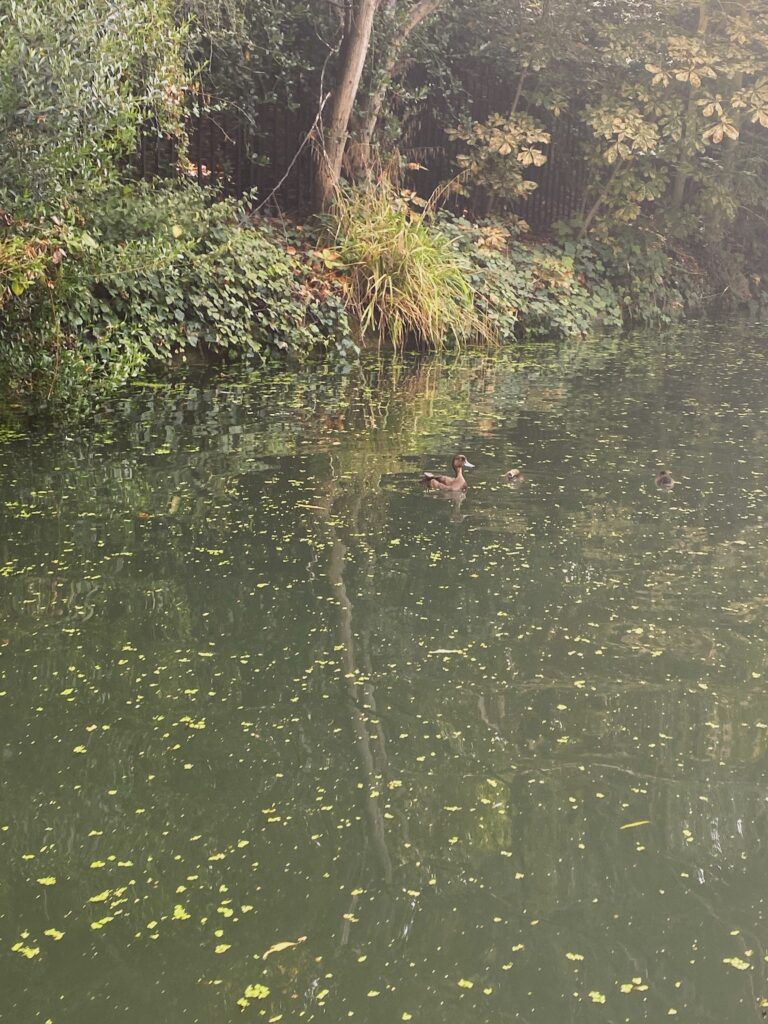 ducks in Little Venice - Lifewithbugo