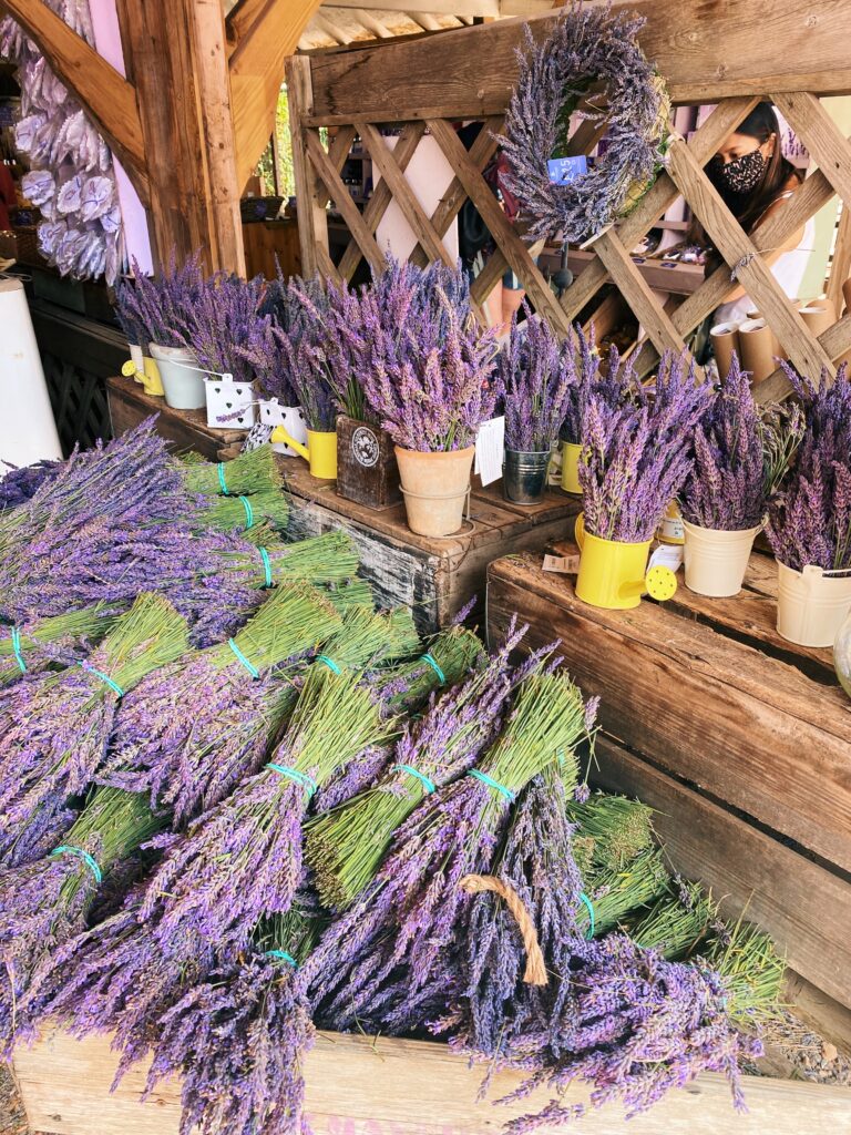 fresh lavenders at Mayfield Lavender Farm - lifewithbugo