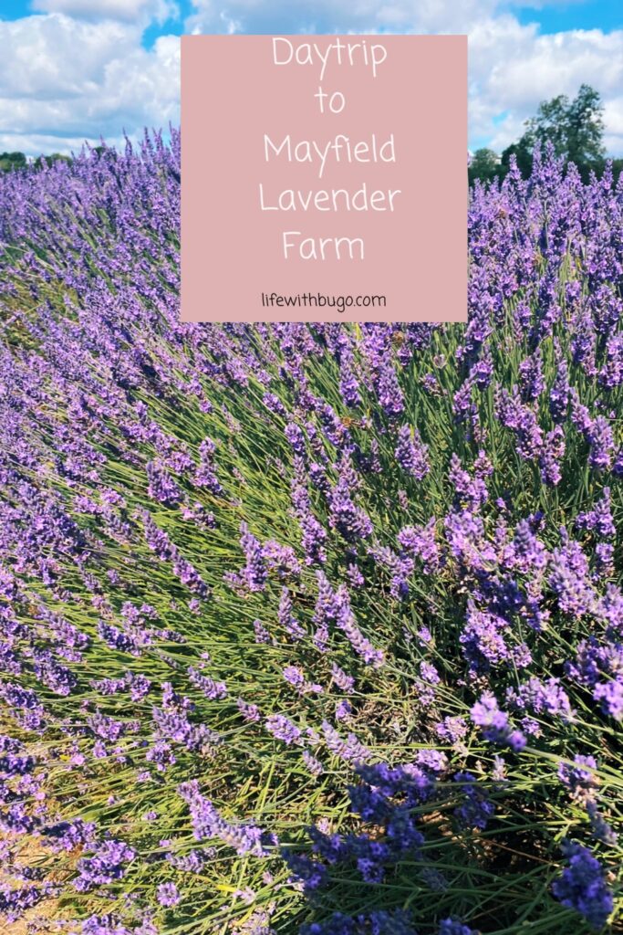 Pinterest - Mayfield Lavender Farm - lifewithbugo