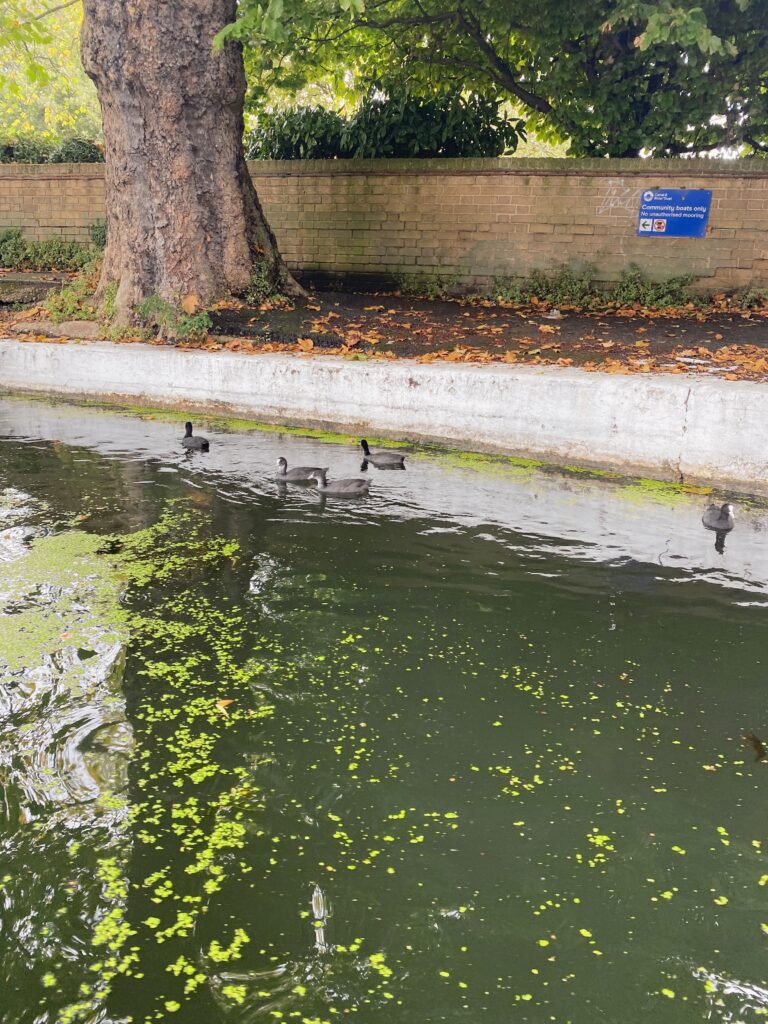 Regent's Canal - Lifewithbugo