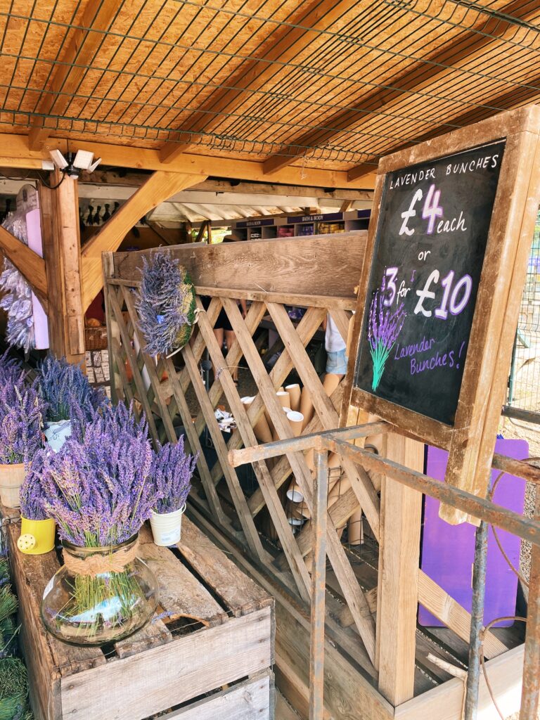 Lavenders at the Lavender Shop - lifewithbugo