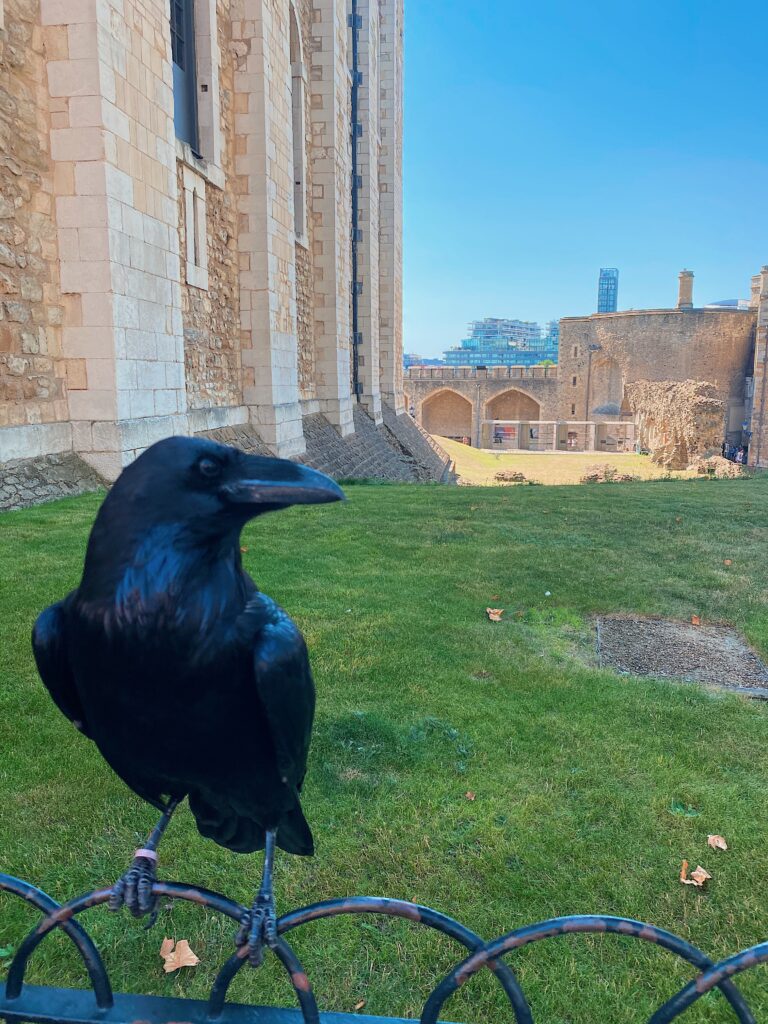 The Ravens at Tower of London - lifewithbugo