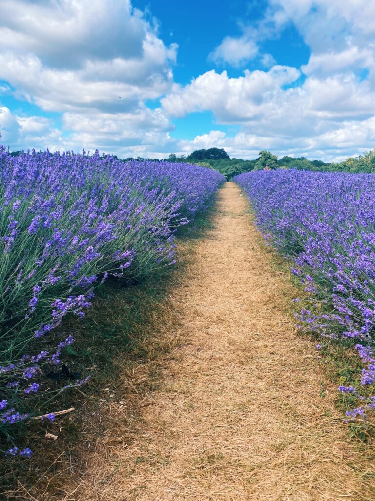 row of mayfield lavender field - lifewithbugo