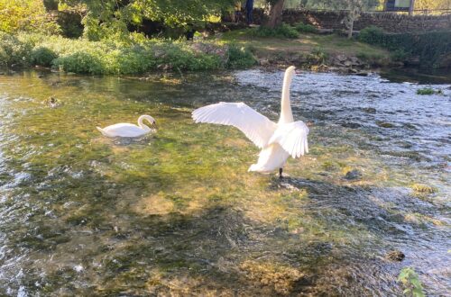 swans in river Coln, Bibury - lifewithbugo
