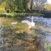 swans in river Coln, Bibury - lifewithbugo