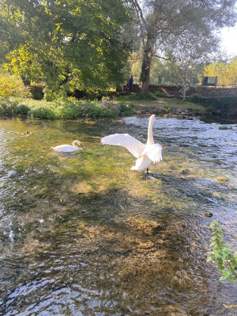 swans in river Coln, Bibury - lifewithbugo