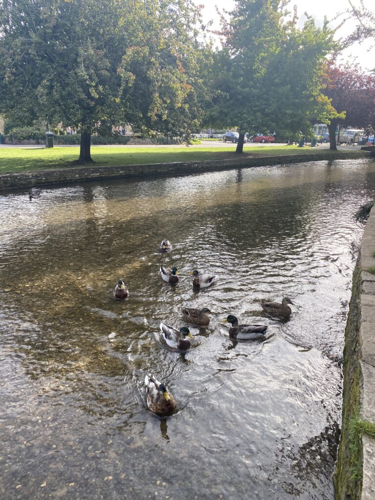Ducks in Bourton on the Water, Cotswolds - lifewithbugo
