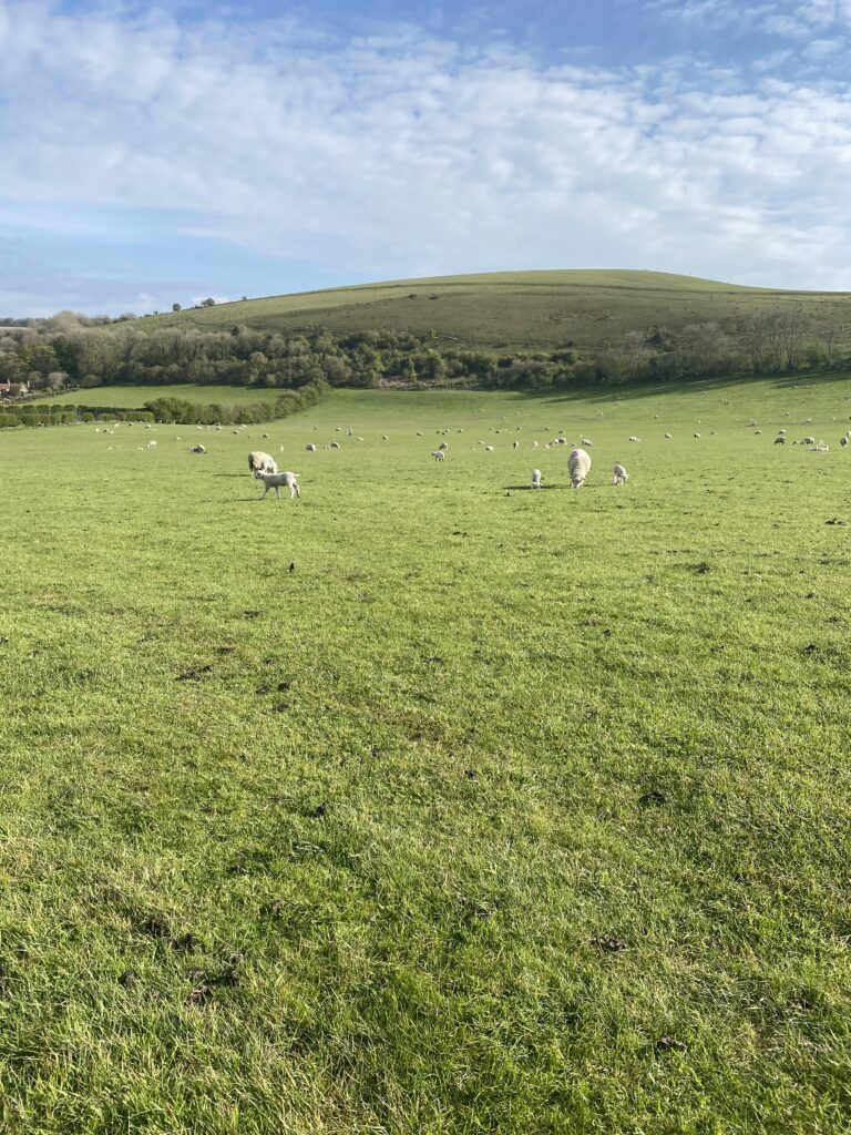 Farm in Shaftesbury, Dorset