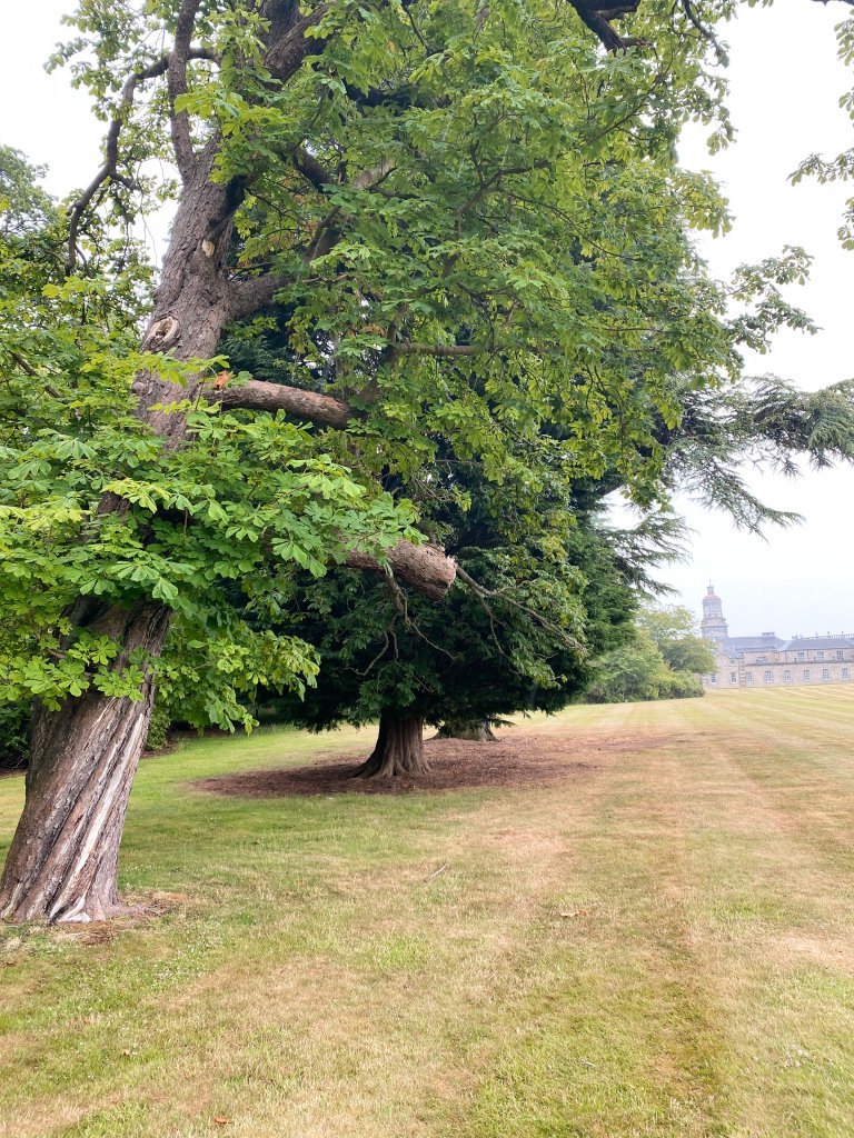 Duel Tree in Outlander - Hopetoun House 2 - Lifewithbugo