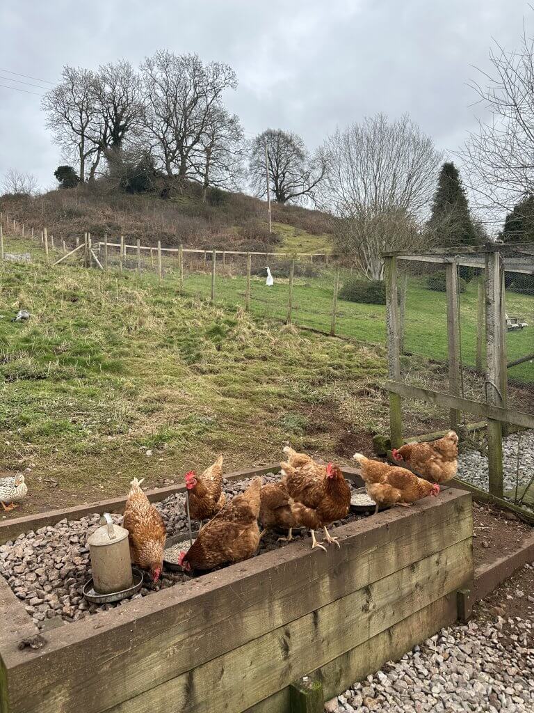 Chicken Coop at Tudor Farmhouse Hotel, Gloucestershire