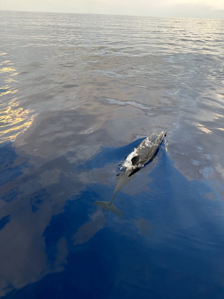 Dolphin Quest in Fushifaru Maldives