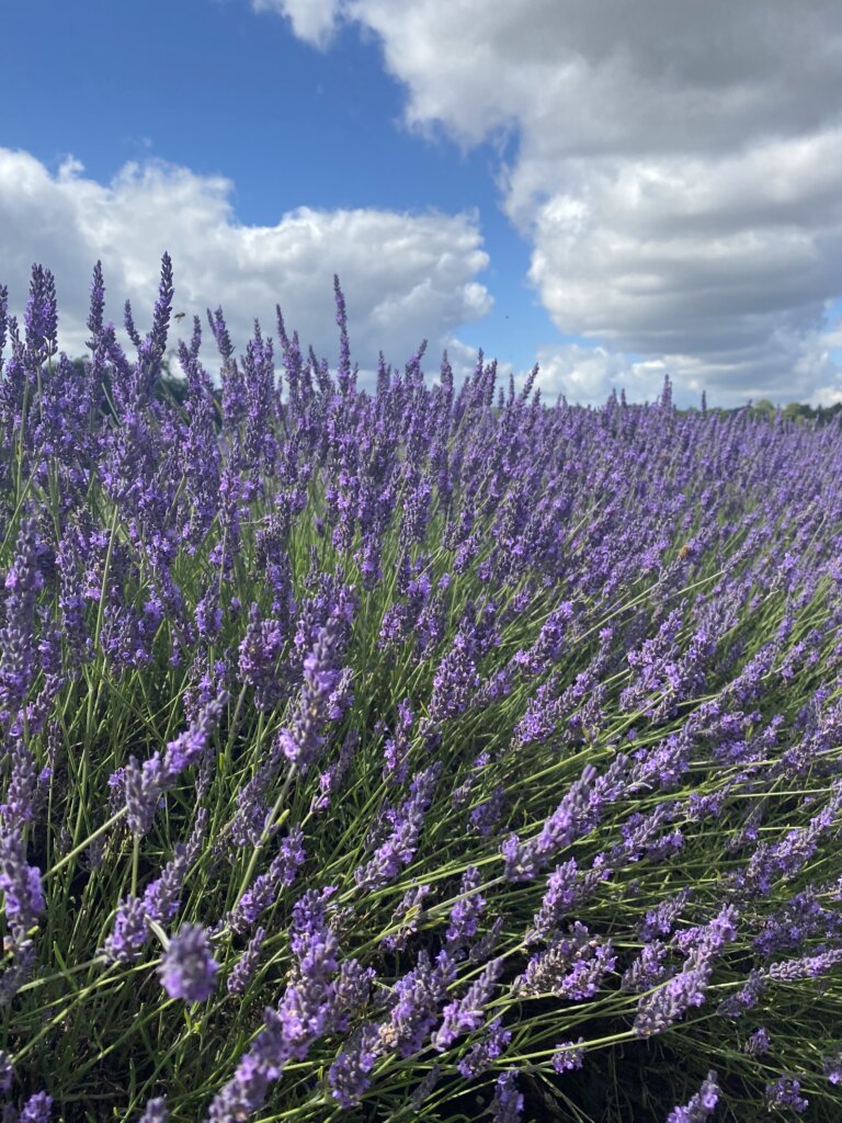 The best things to do for summer in London - visit a Lavender farm 2